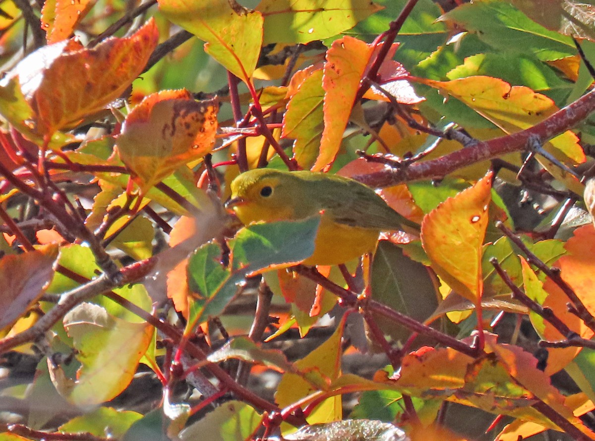 Wilson's Warbler - ML624195485