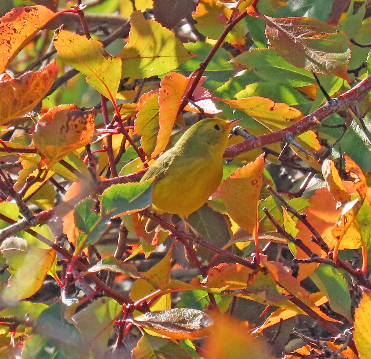 Wilson's Warbler - ML624195486