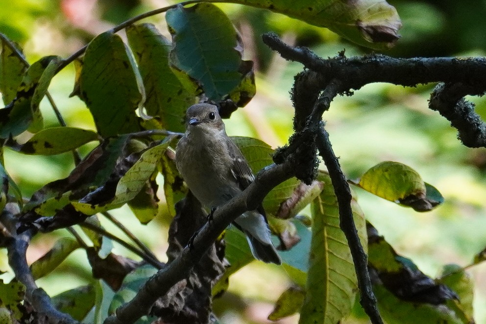 European Pied Flycatcher - ML624195495