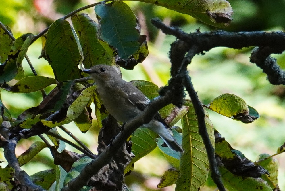 European Pied Flycatcher - ML624195498