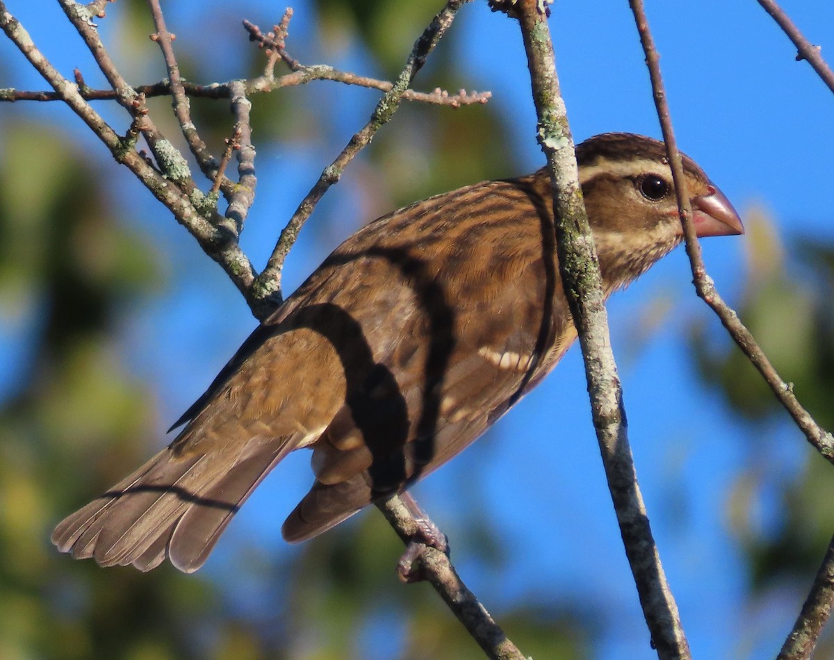 Rose-breasted Grosbeak - ML624195500