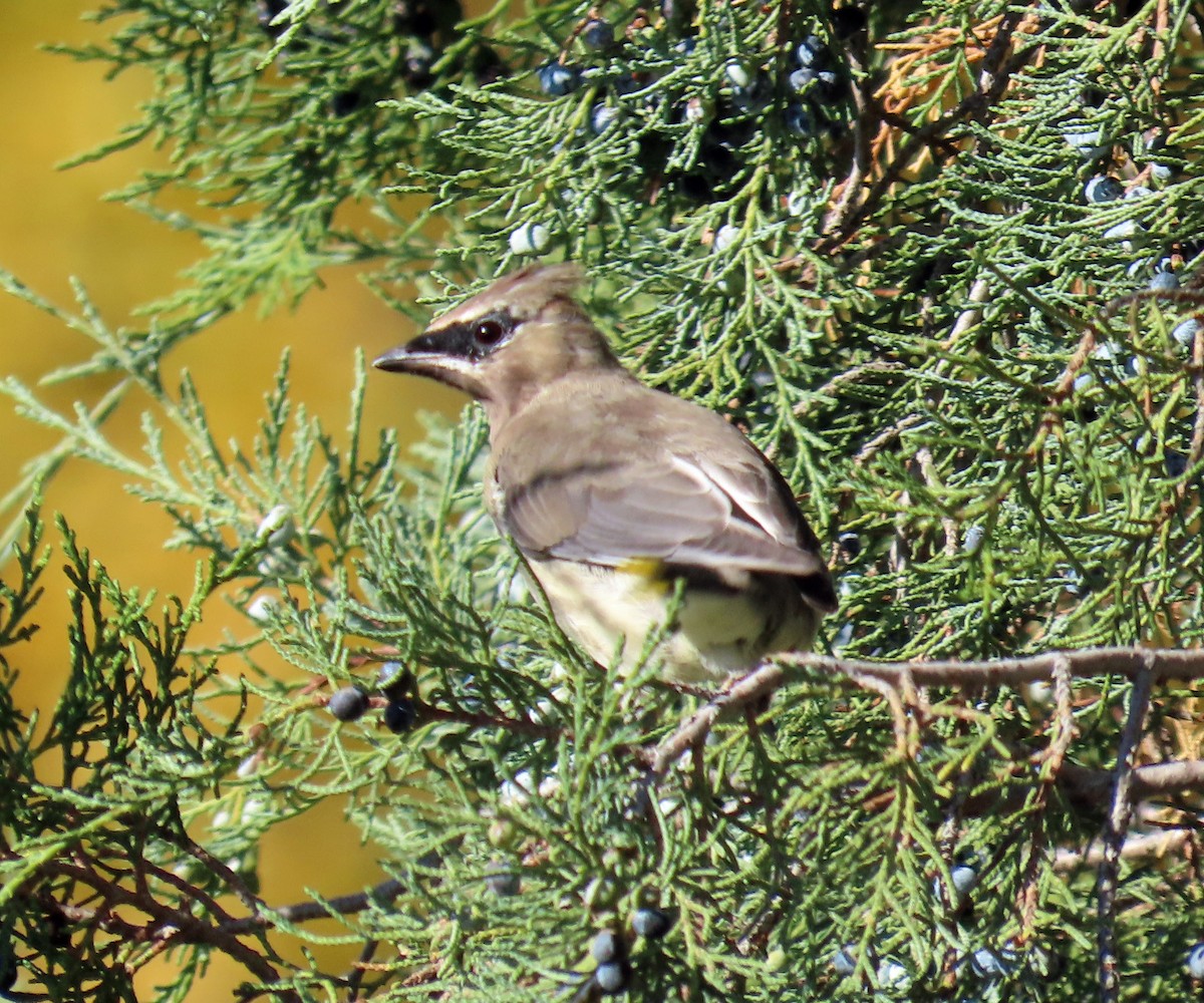 Cedar Waxwing - ML624195503