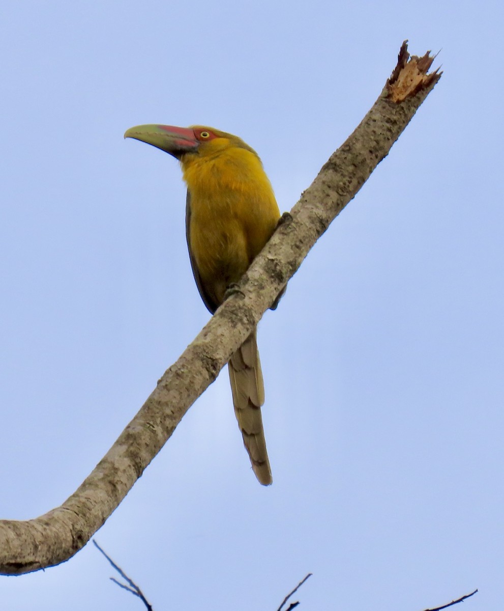 Saffron Toucanet - Shawn Hayes PhD