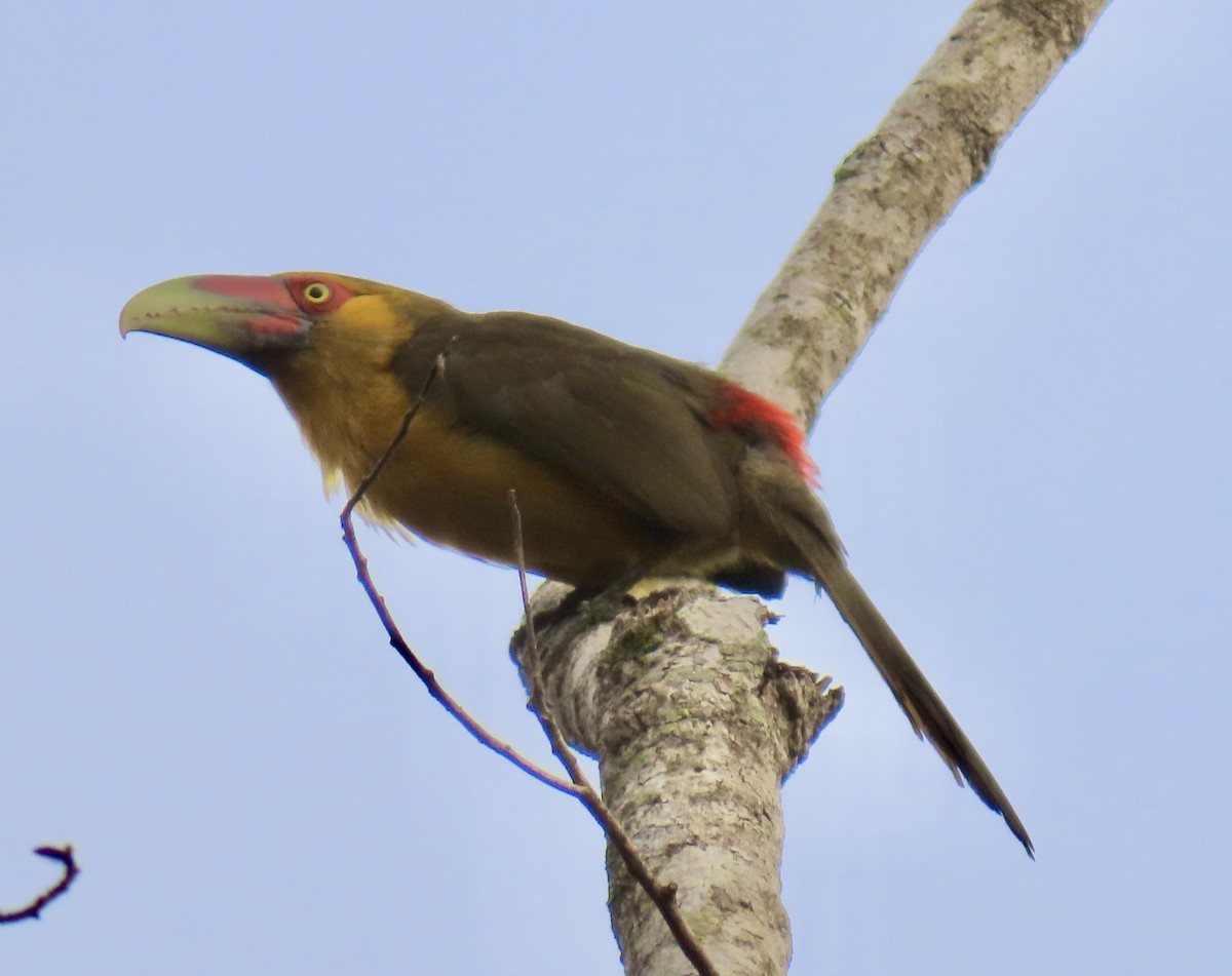 Saffron Toucanet - ML624195505