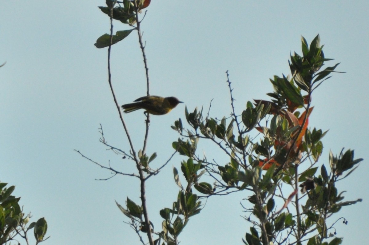 Yellow Warbler (Mangrove) - ML624195508