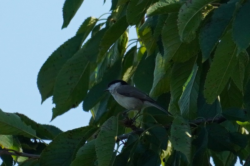 Marsh Tit - ML624195513