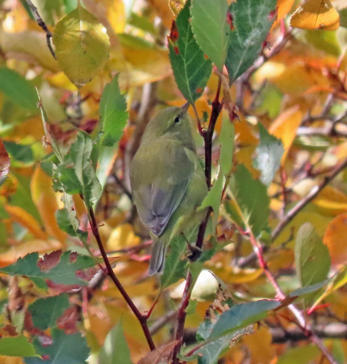 Orange-crowned Warbler - ML624195521