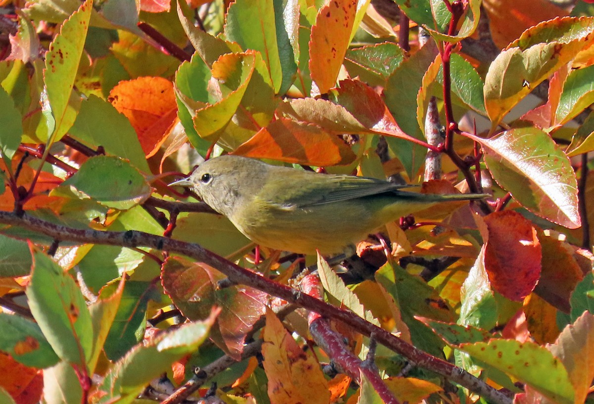 Orange-crowned Warbler - ML624195522