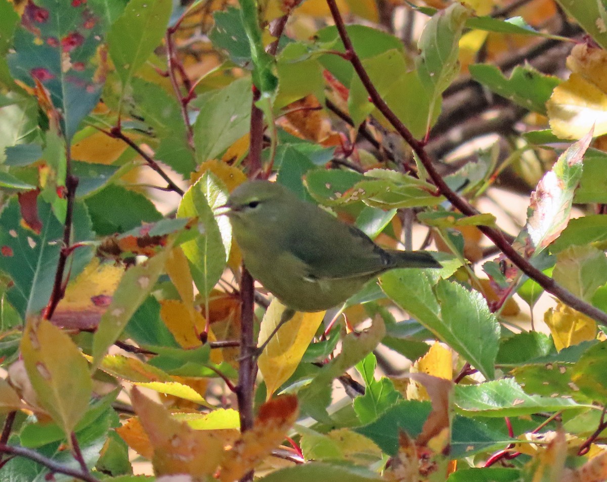 Orange-crowned Warbler - ML624195523