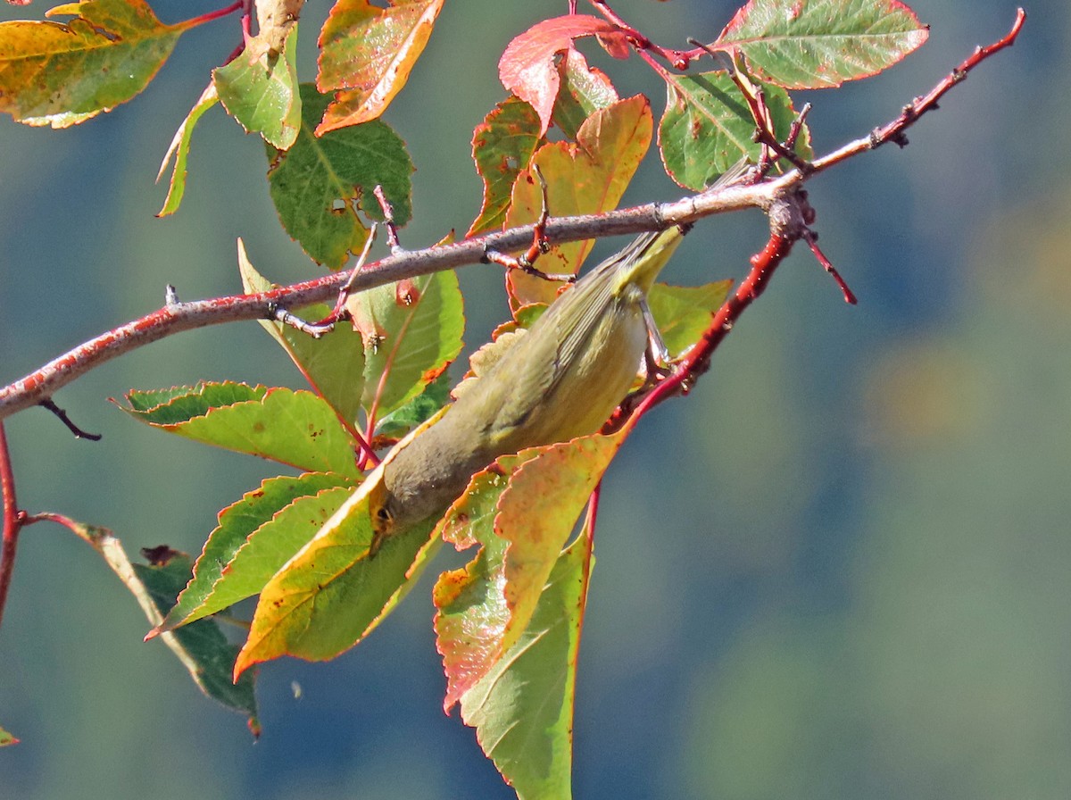 Orange-crowned Warbler - ML624195524