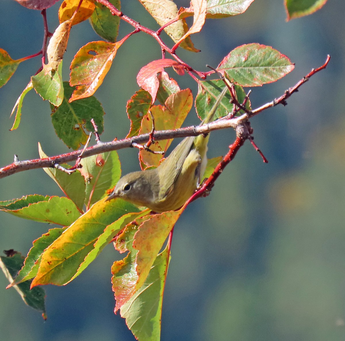 Orange-crowned Warbler - ML624195525