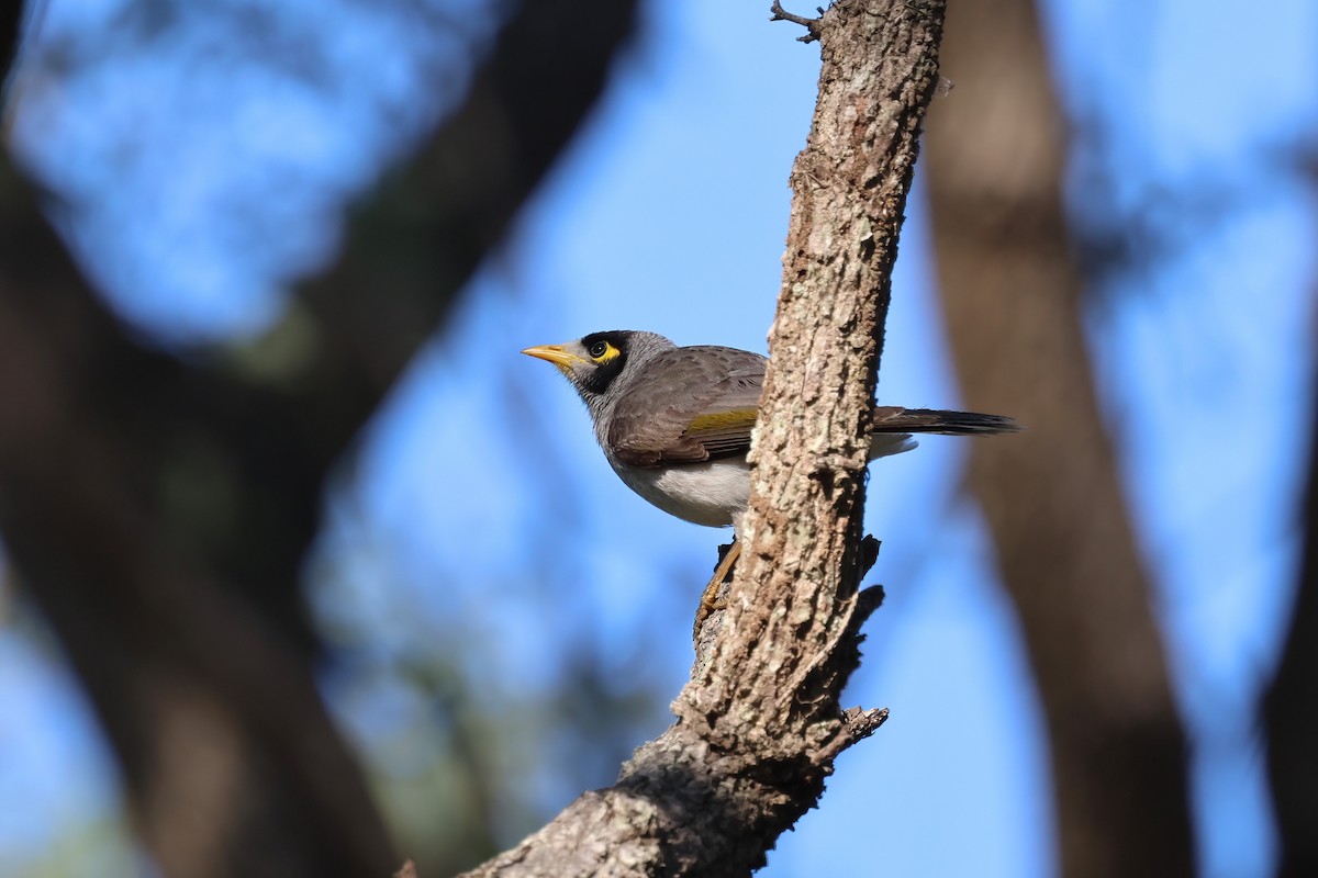 Noisy Miner - Dennis Devers