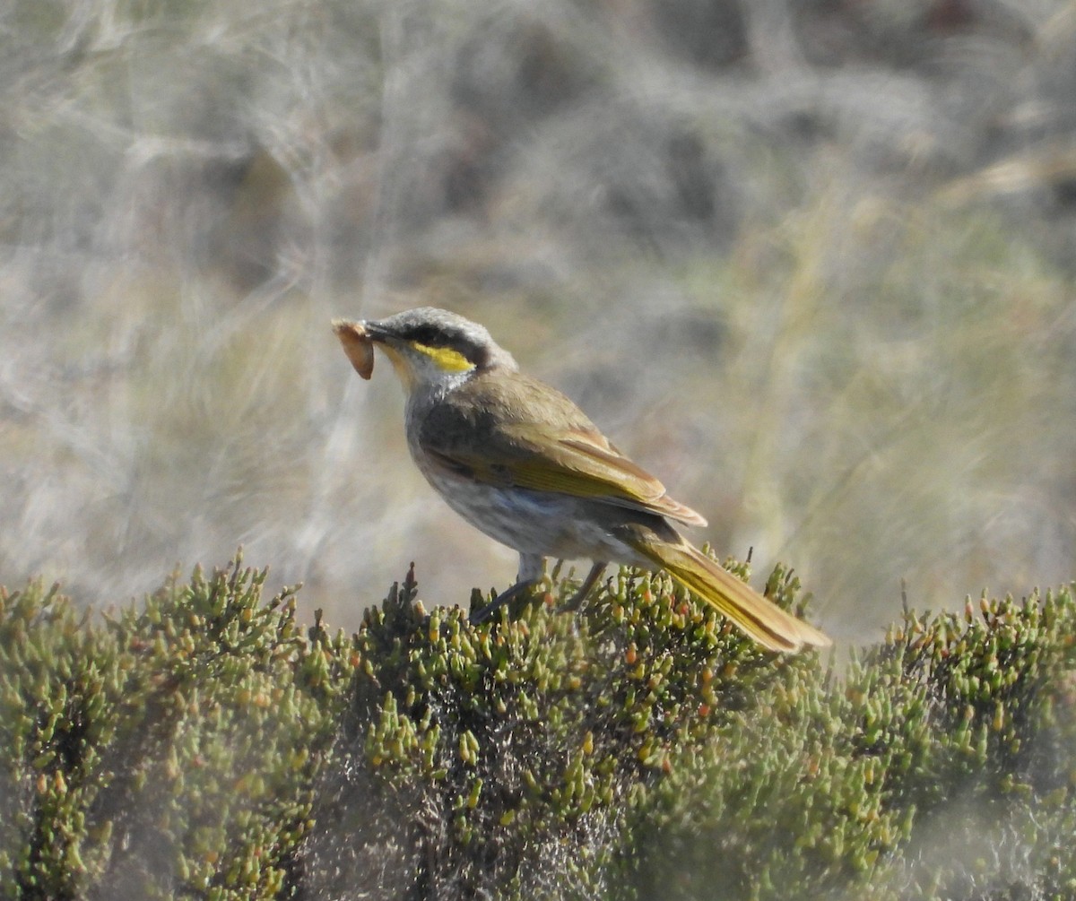 Singing Honeyeater - ML624195549