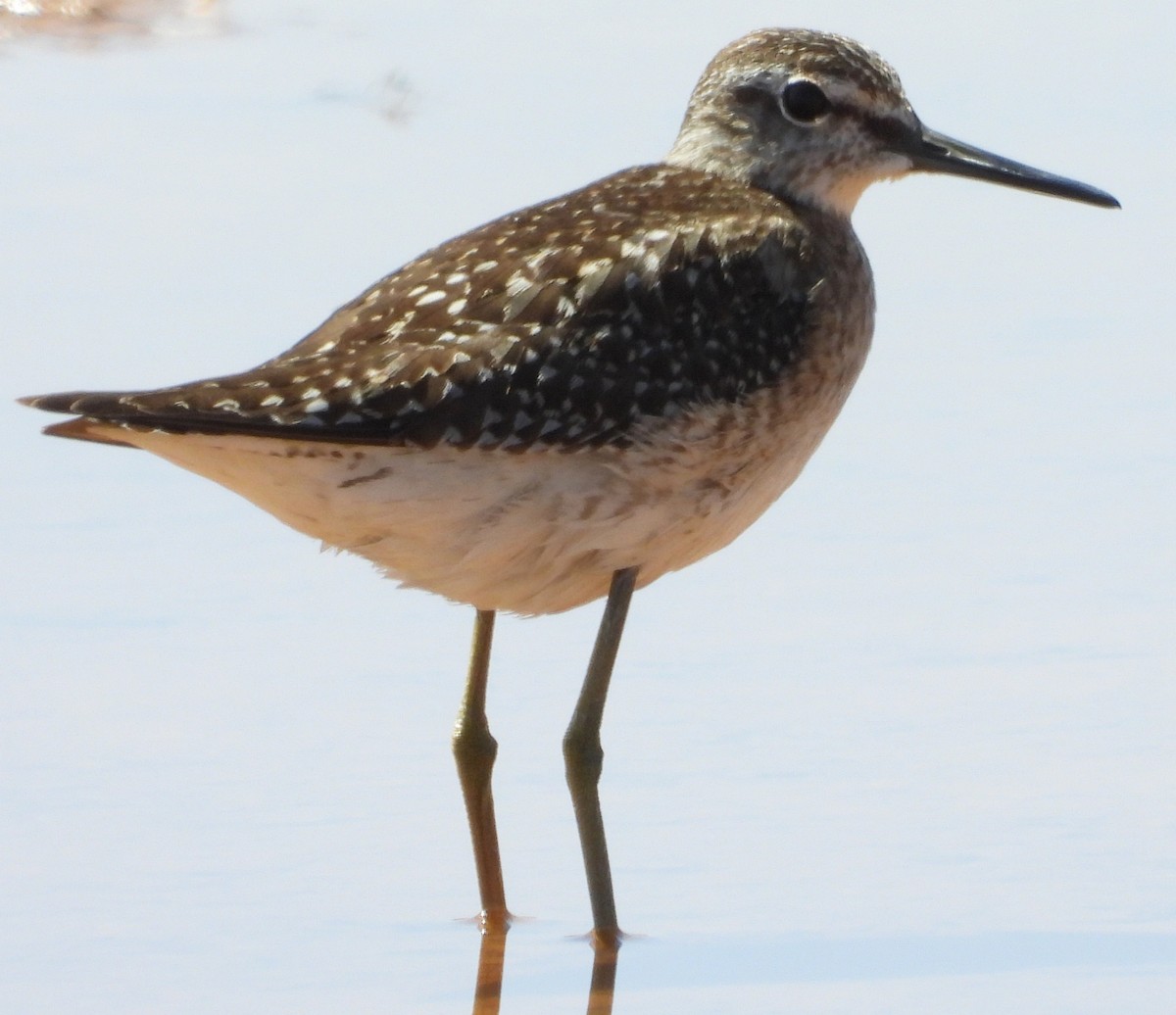 Wood Sandpiper - ML624195553