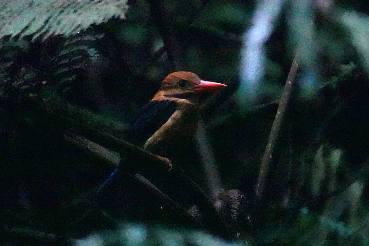 Moustached Kingfisher - ML624195561