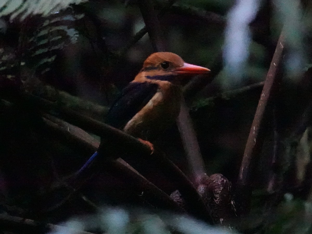Moustached Kingfisher - ML624195562
