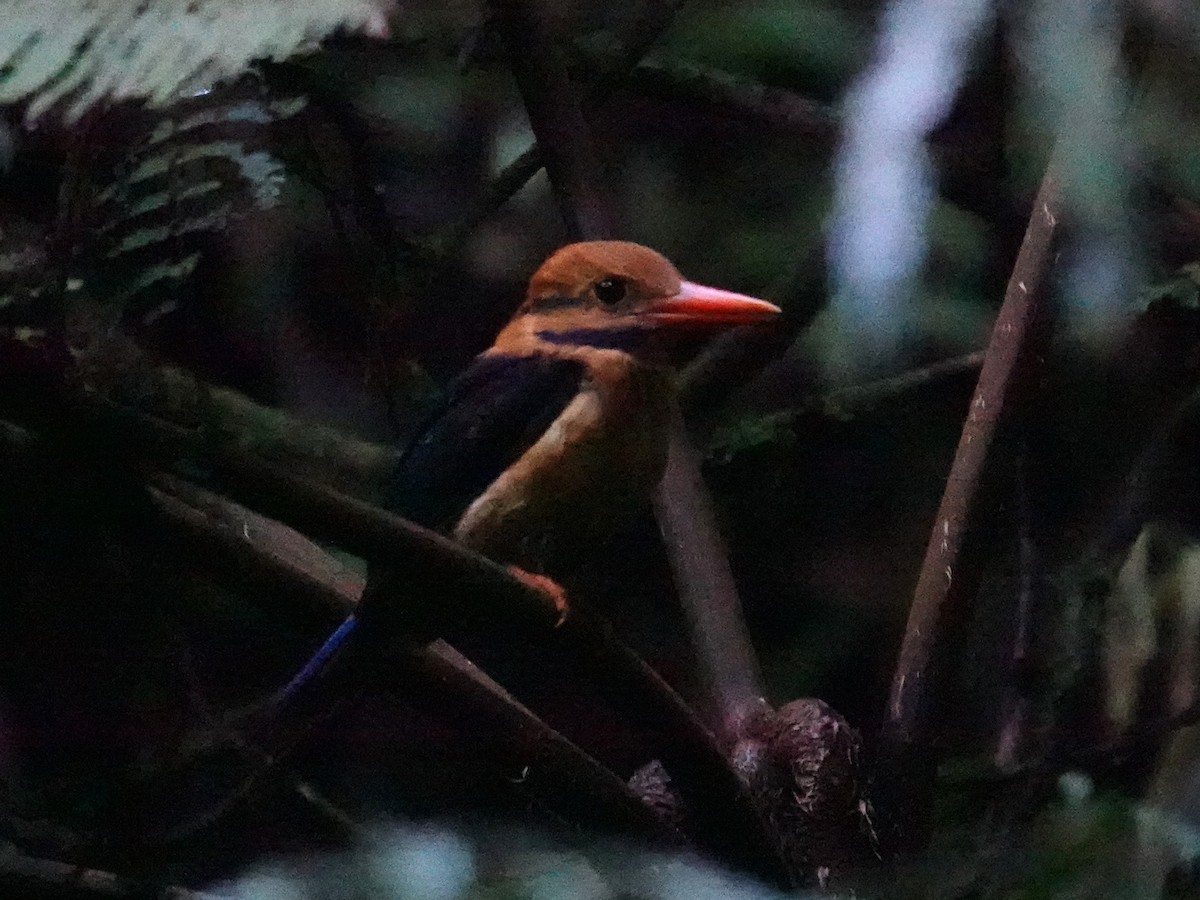 Moustached Kingfisher - ML624195563
