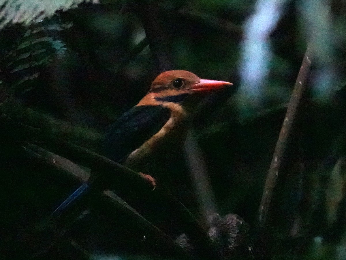 Moustached Kingfisher - ML624195564