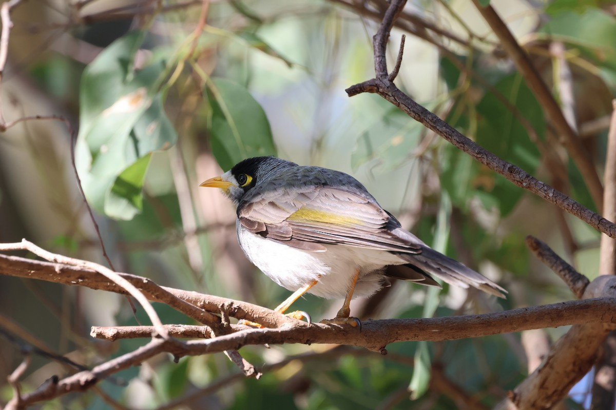 Noisy Miner - Dennis Devers