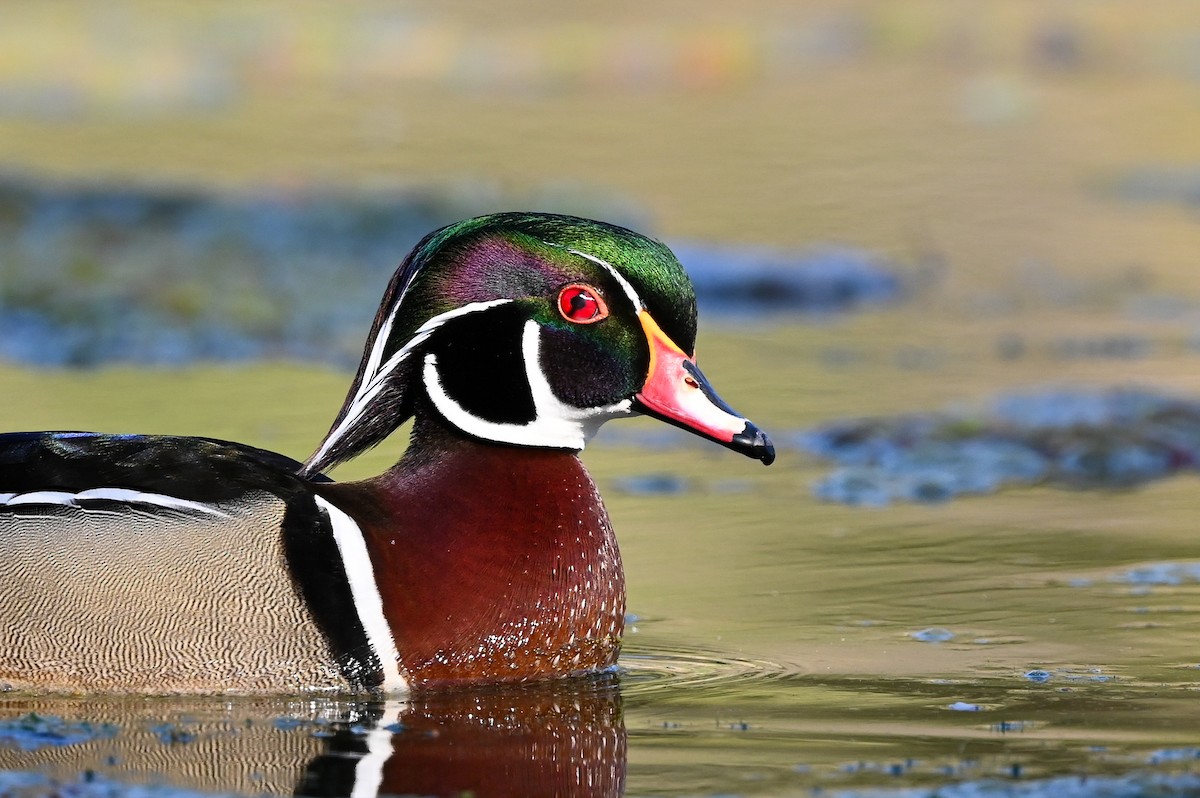 Wood Duck - ML624195567