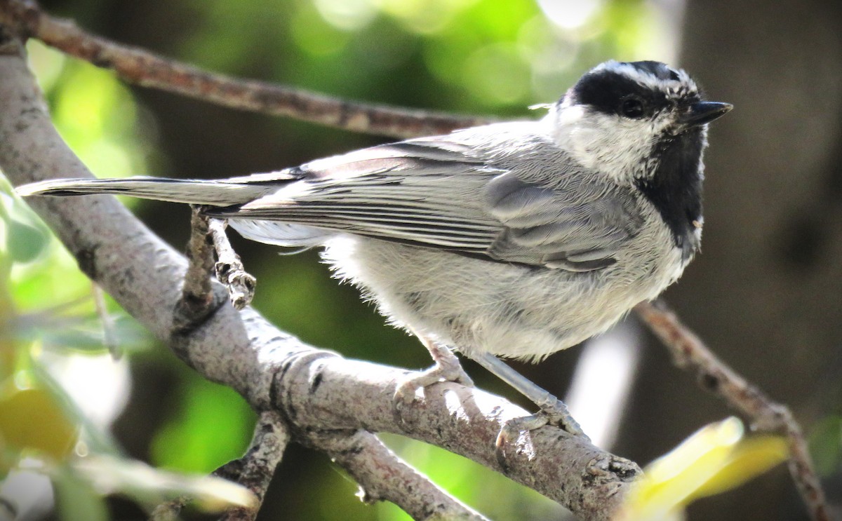 Mountain Chickadee - ML624195571