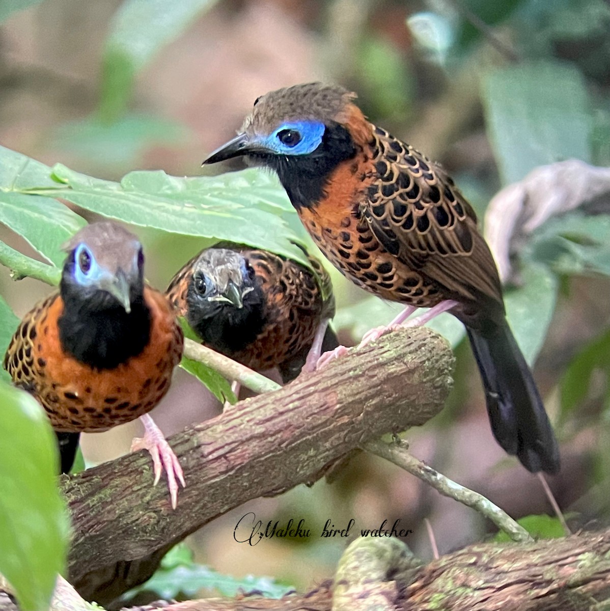 Ocellated Antbird - ML624195572