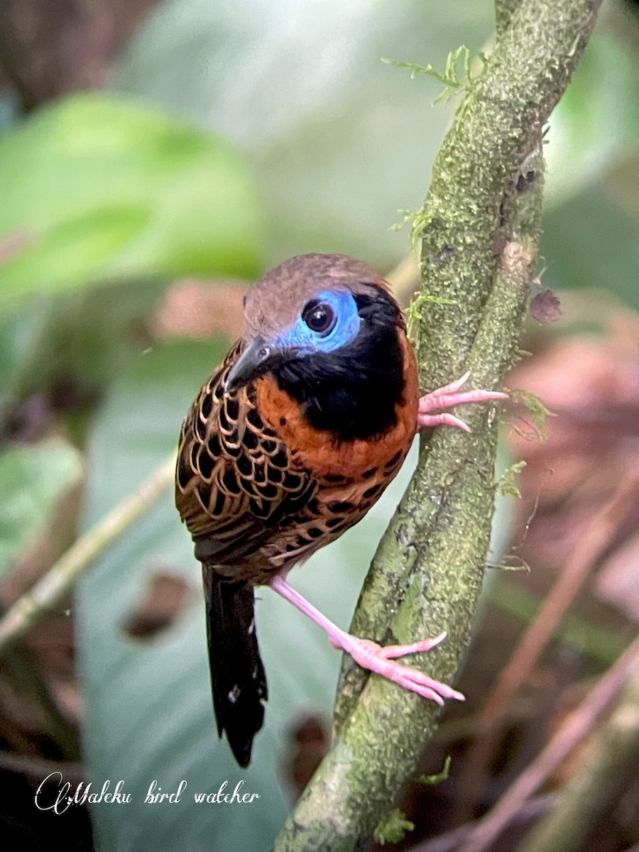 Ocellated Antbird - ML624195573