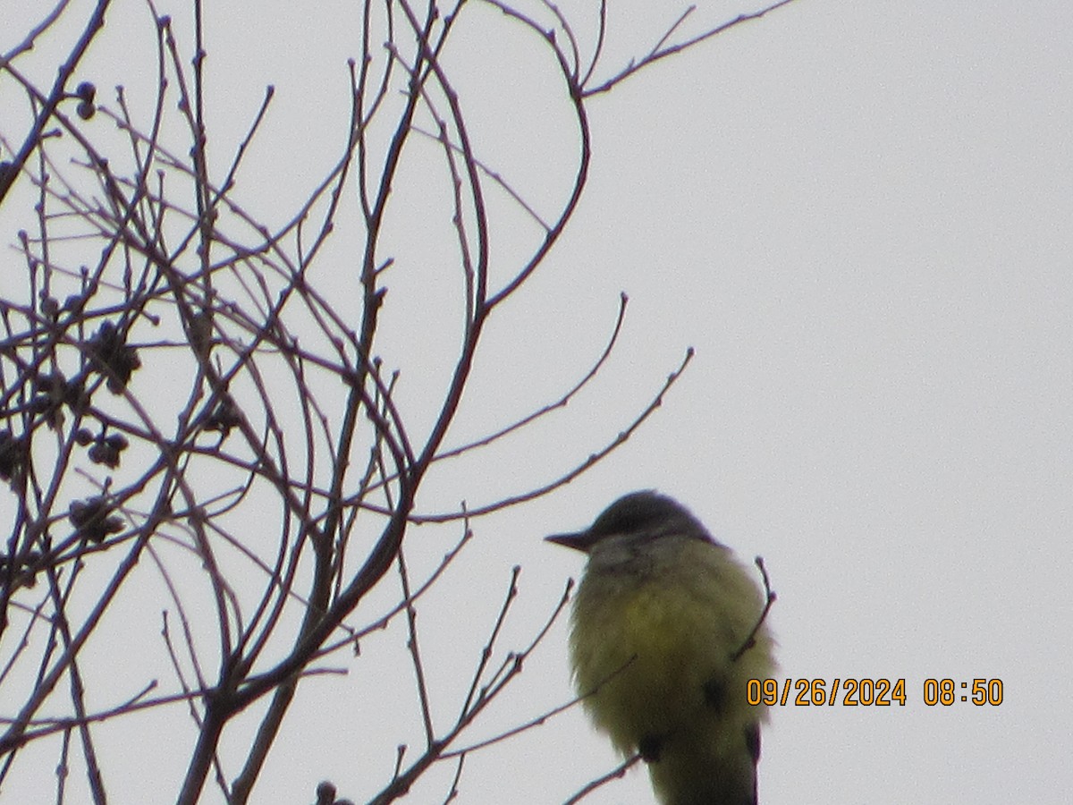 Cassin's Kingbird - ML624195582