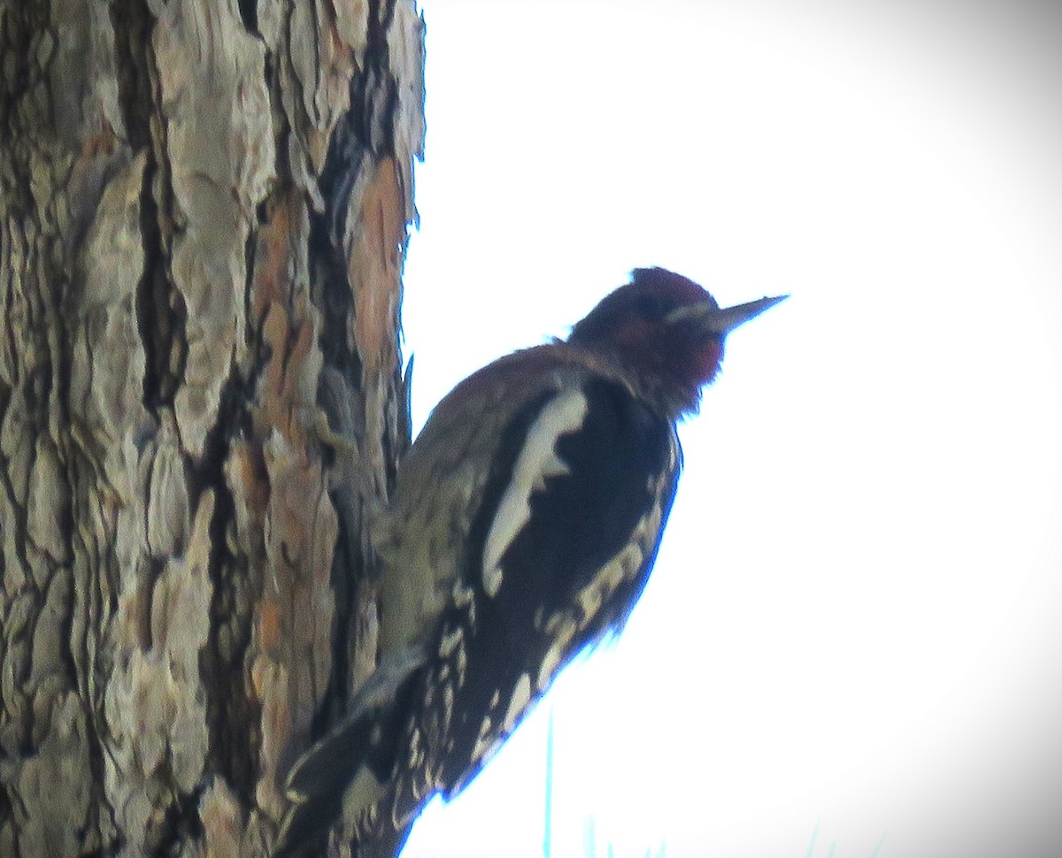 Red-breasted Sapsucker - Michael Long