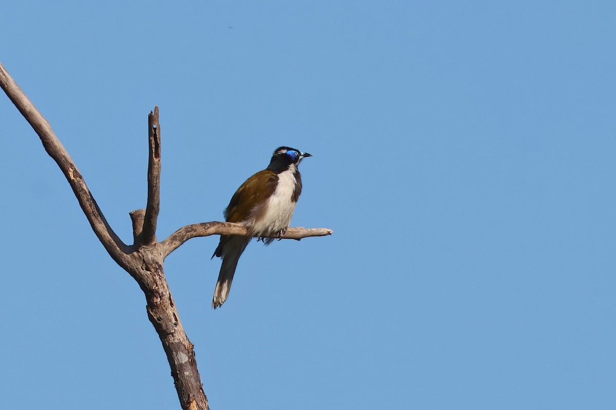 Blue-faced Honeyeater - ML624195588