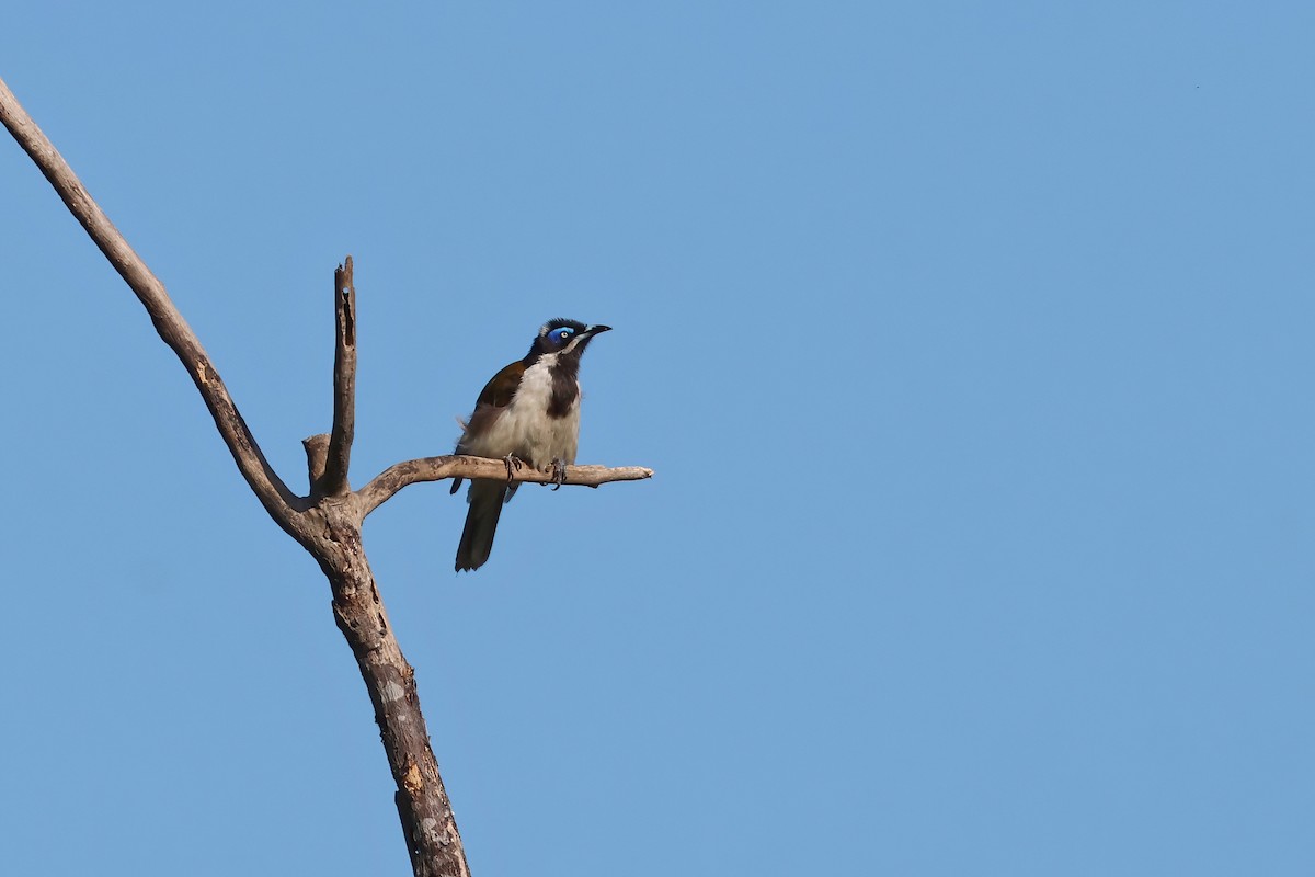 Blue-faced Honeyeater - ML624195589