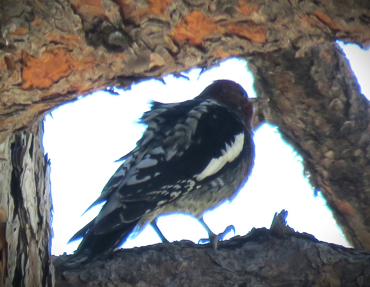 Red-breasted Sapsucker - ML624195591