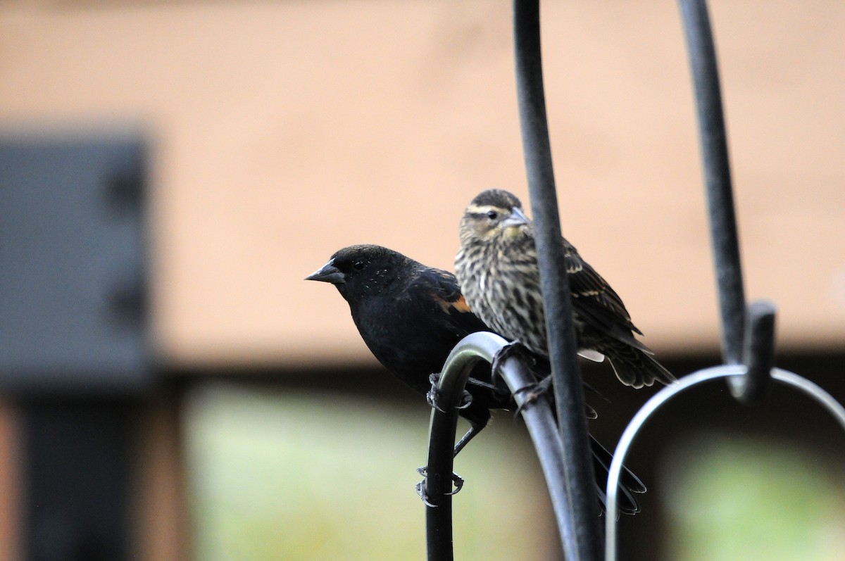 Red-winged Blackbird - ML624195597