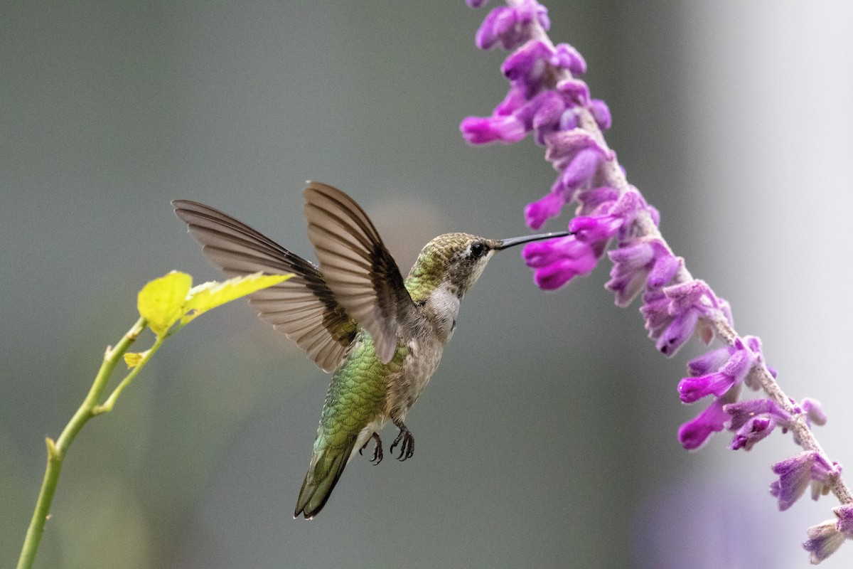 Ruby-throated Hummingbird - ML624195604