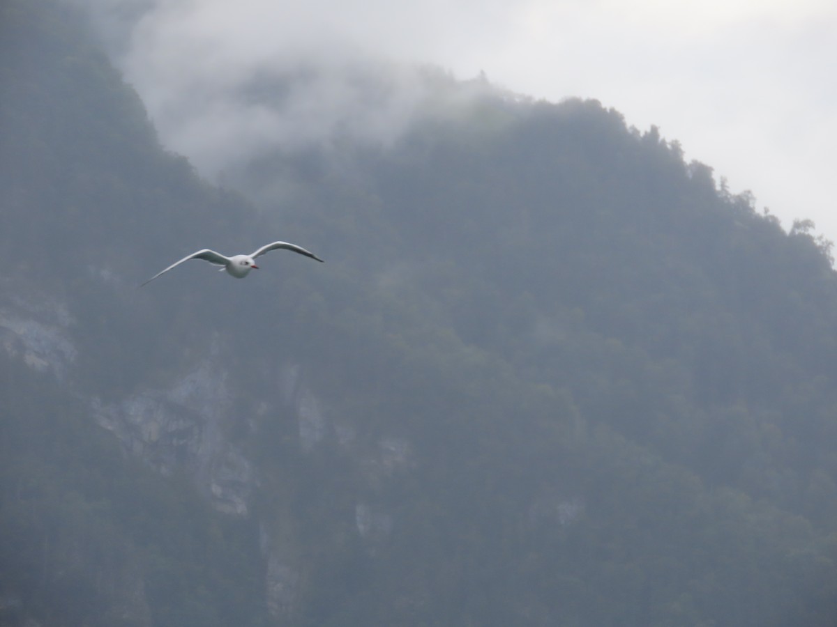 Mouette rieuse - ML624195605