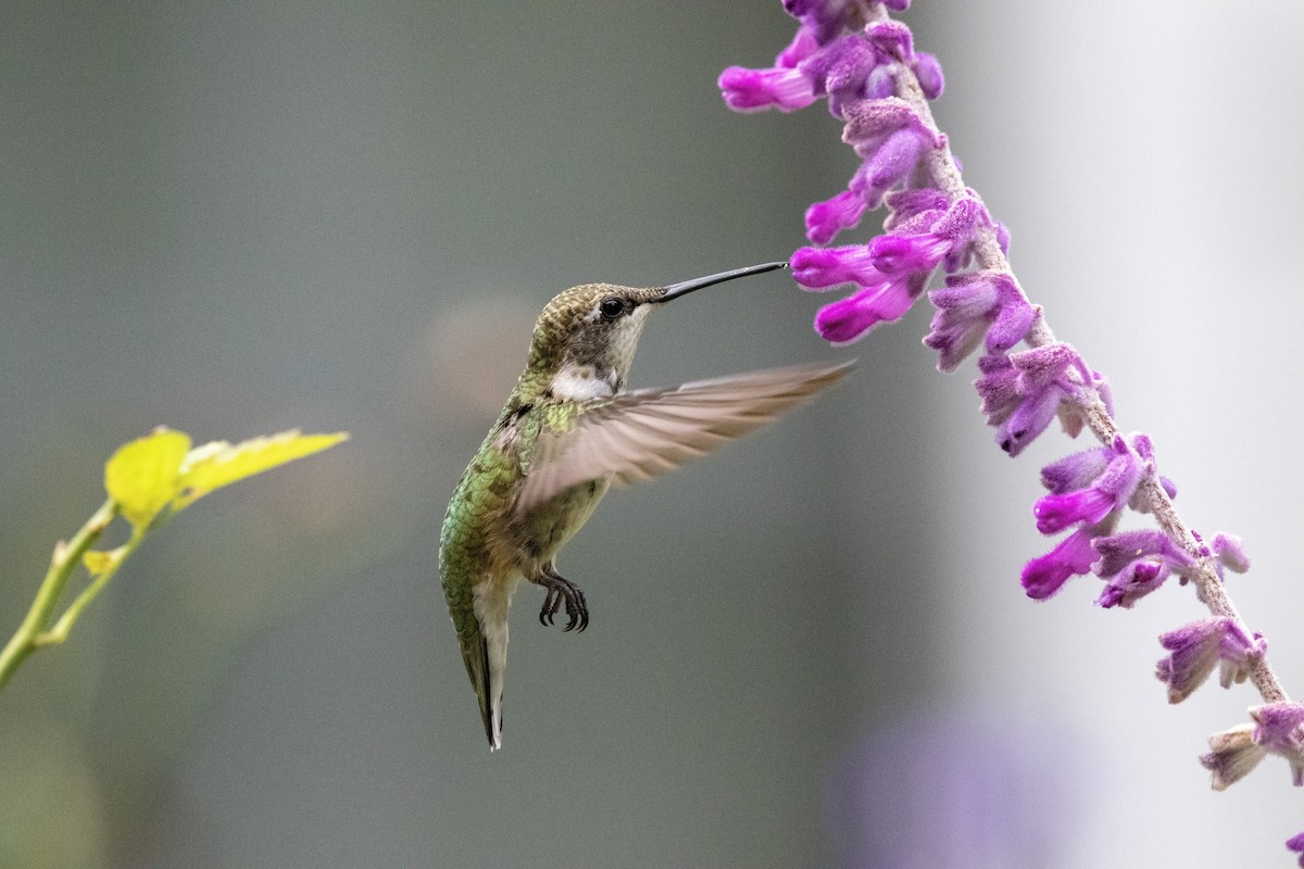 Ruby-throated Hummingbird - ML624195606