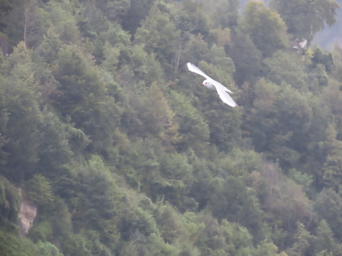 Mouette rieuse - ML624195616