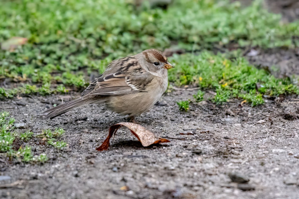 White-crowned Sparrow - ML624195618