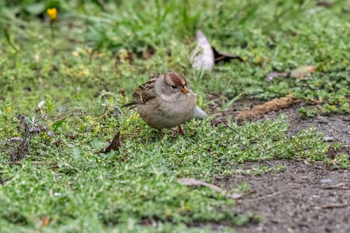 White-crowned Sparrow - ML624195619