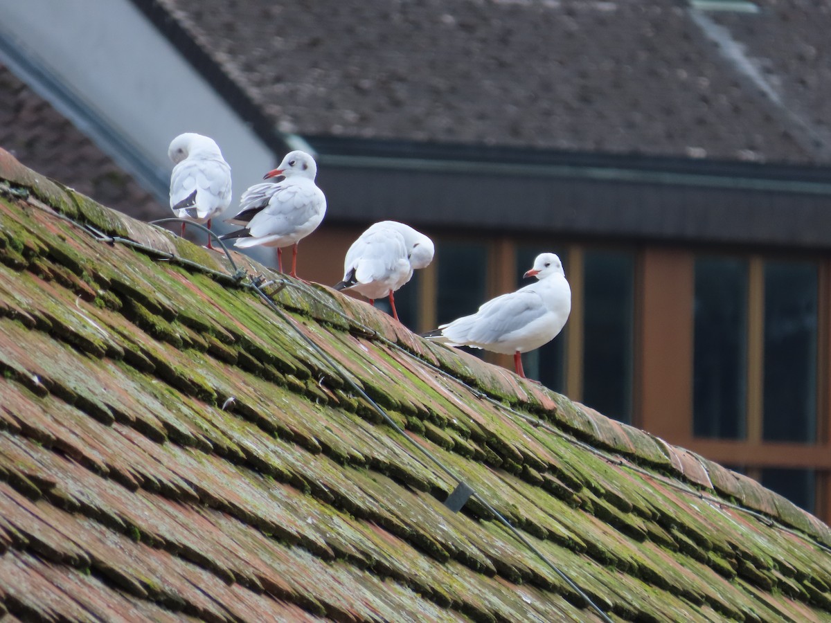 Mouette rieuse - ML624195629