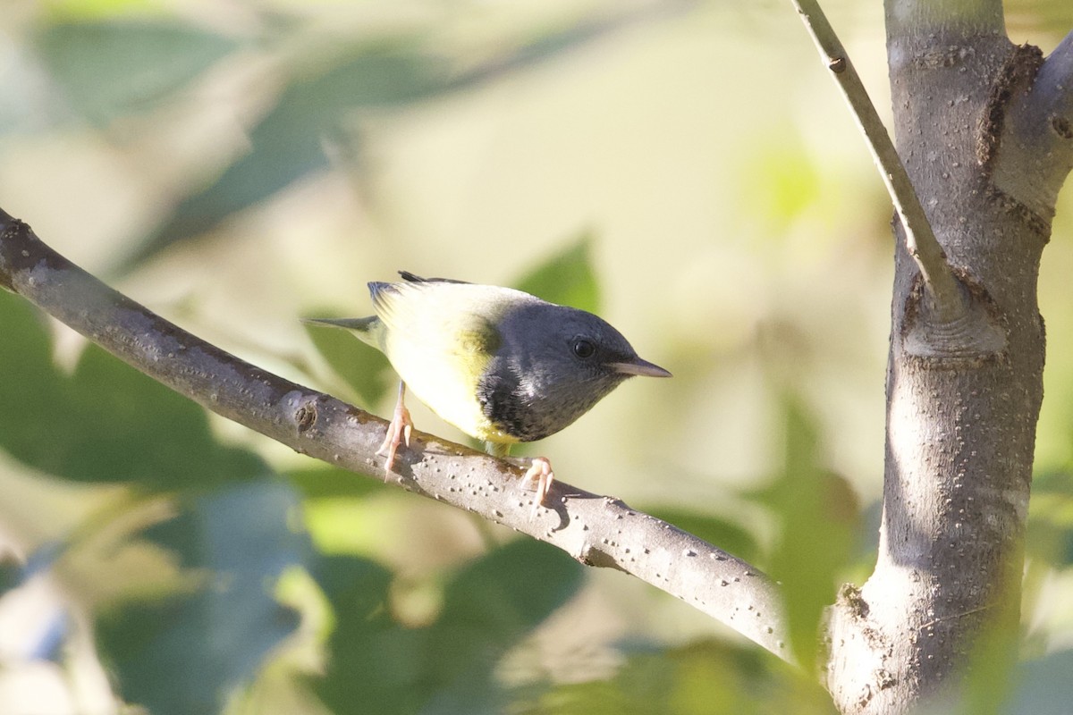 Graukopf-Waldsänger - ML624195630