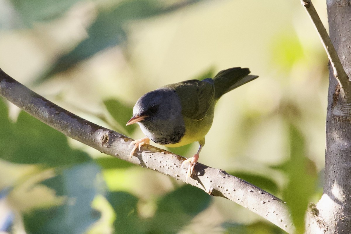 Graukopf-Waldsänger - ML624195631