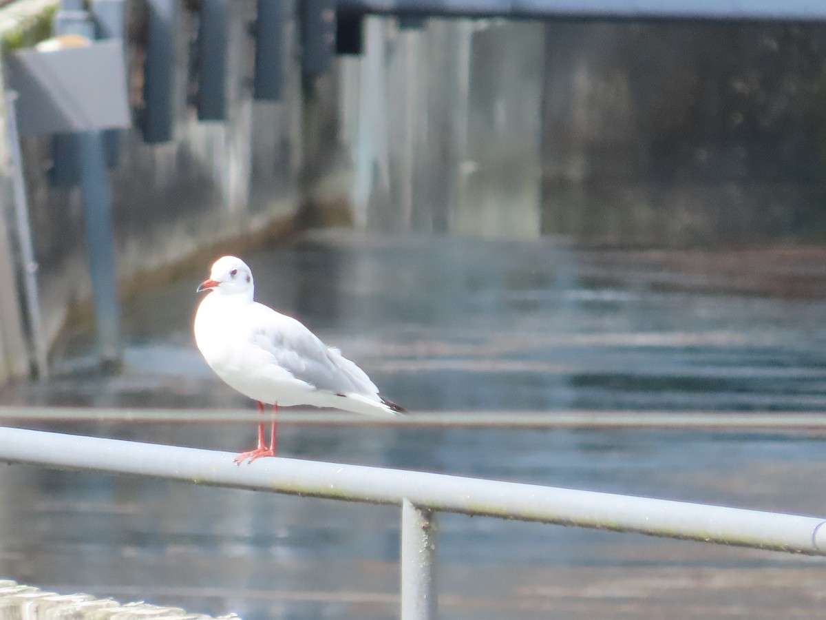 Mouette rieuse - ML624195632