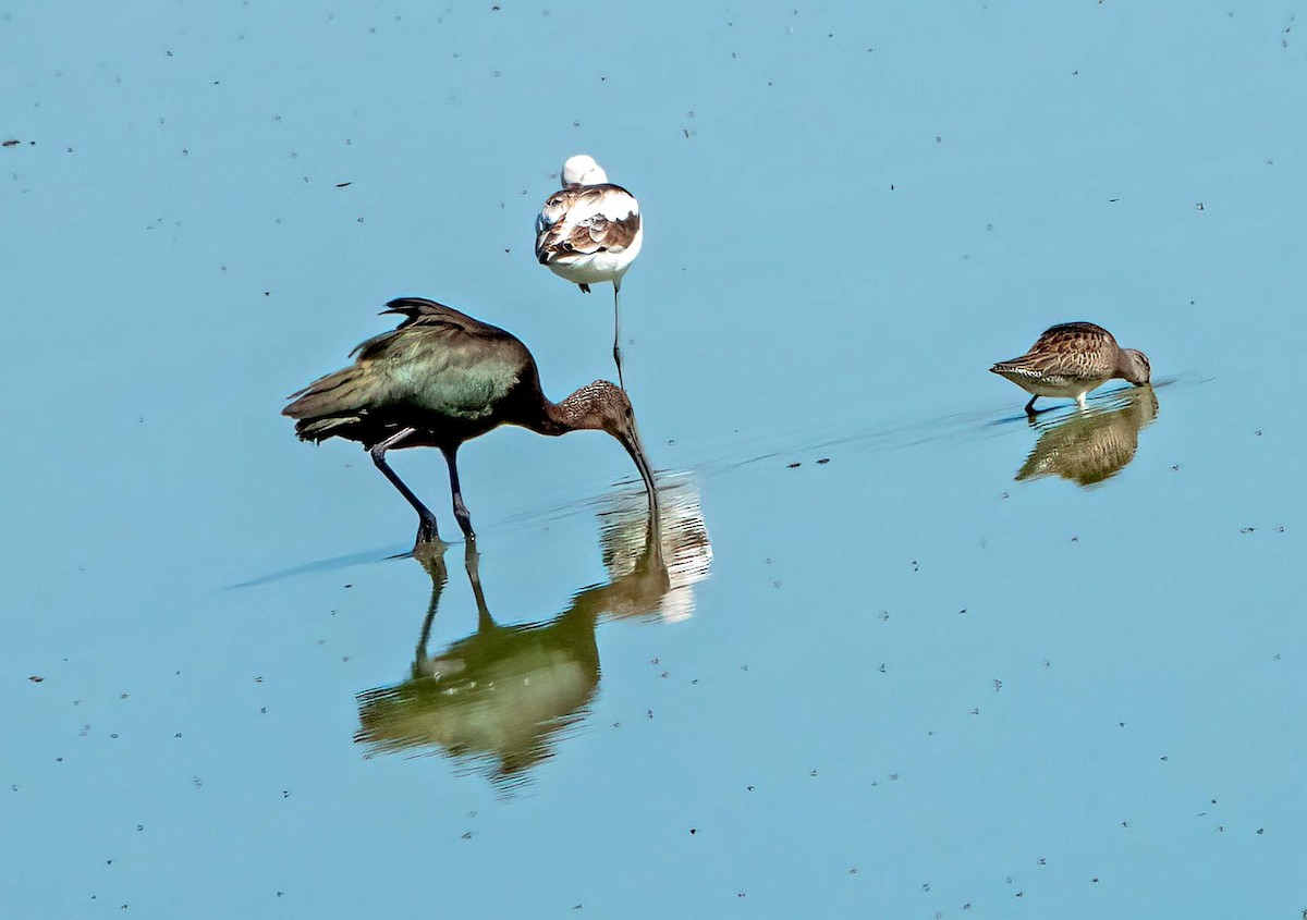 White-faced Ibis - Ron Friesz