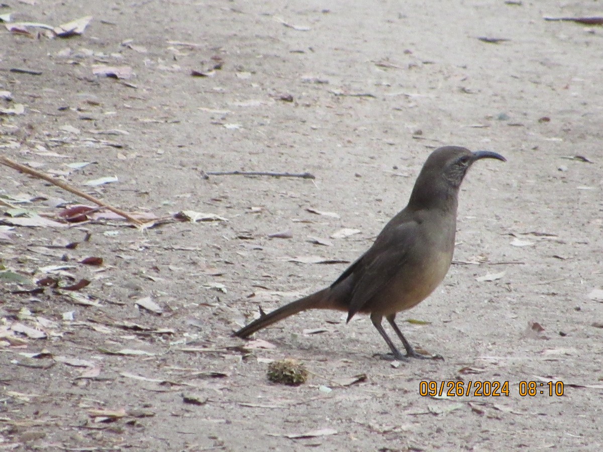 California Thrasher - ML624195638