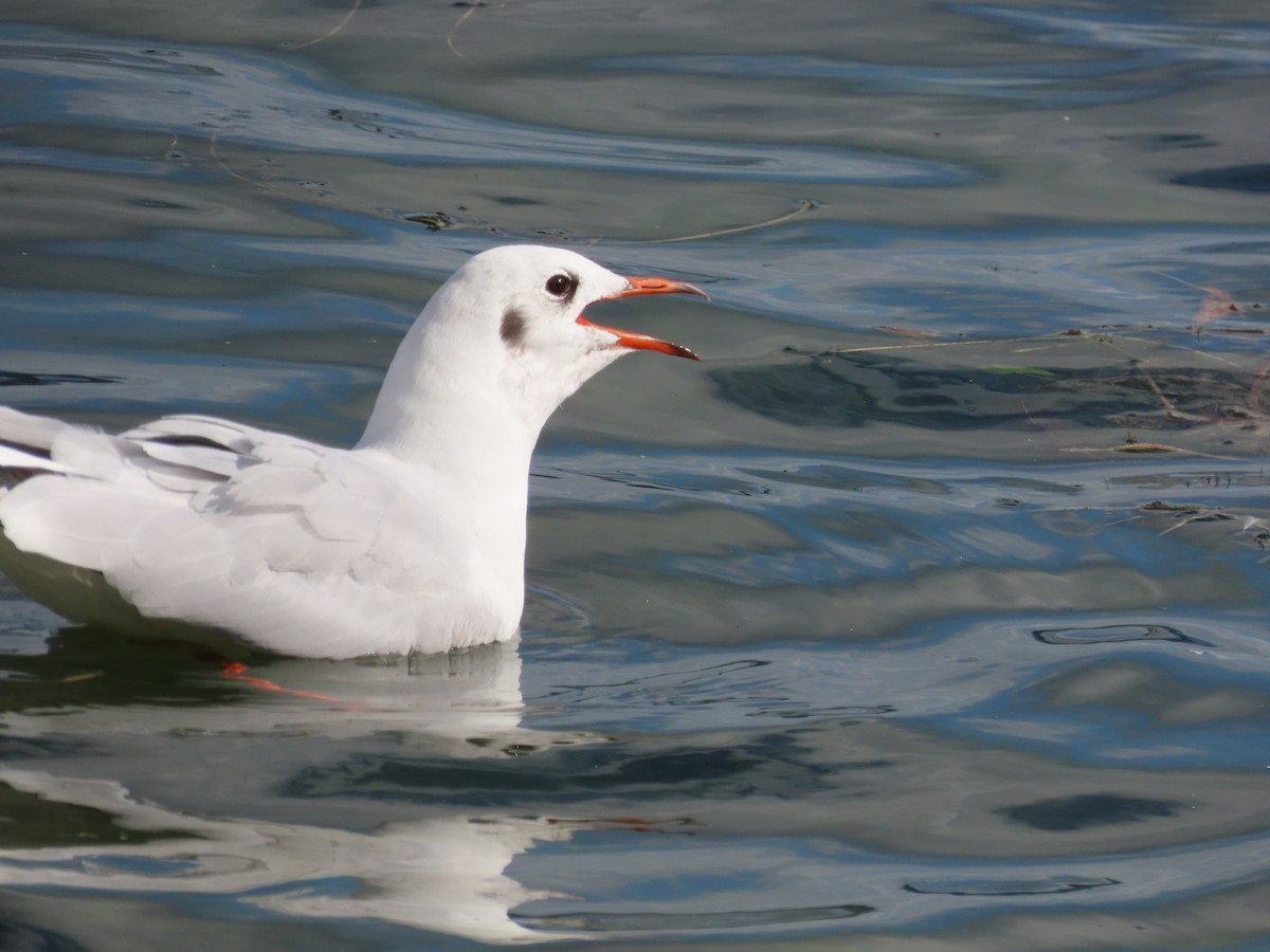 Mouette rieuse - ML624195641