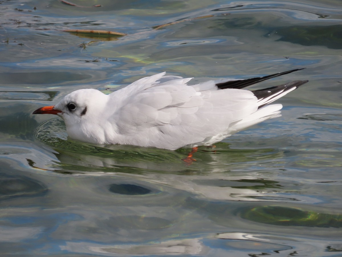 Mouette rieuse - ML624195647