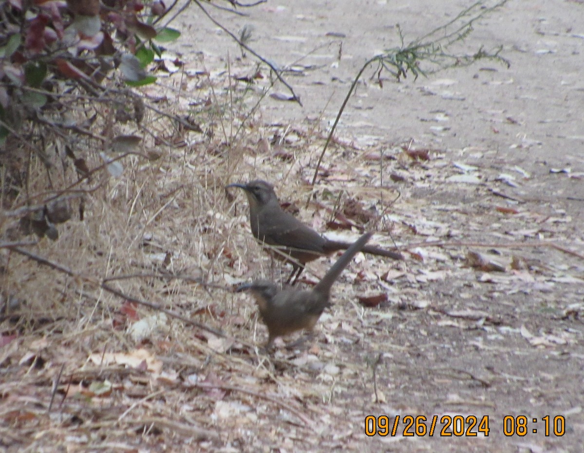 California Thrasher - ML624195664