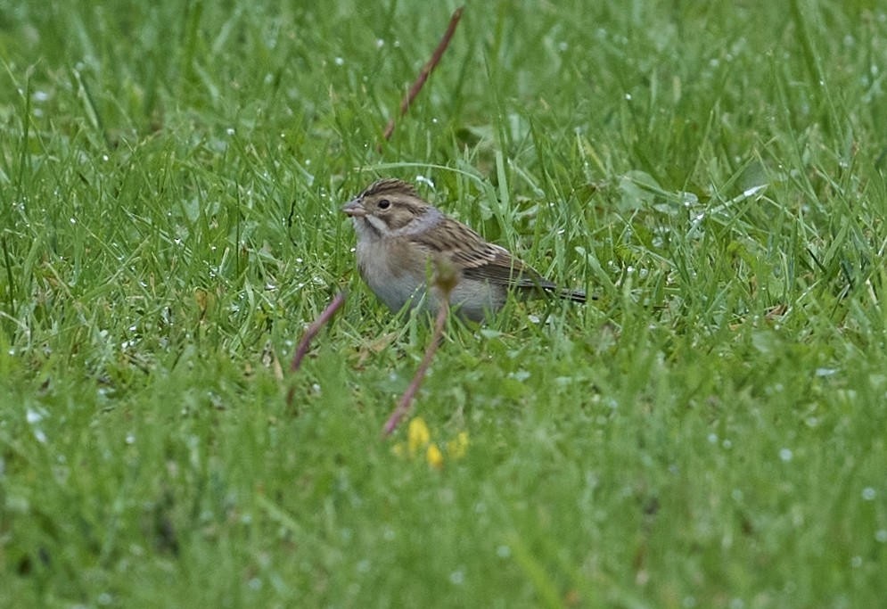 Clay-colored Sparrow - ML624195676