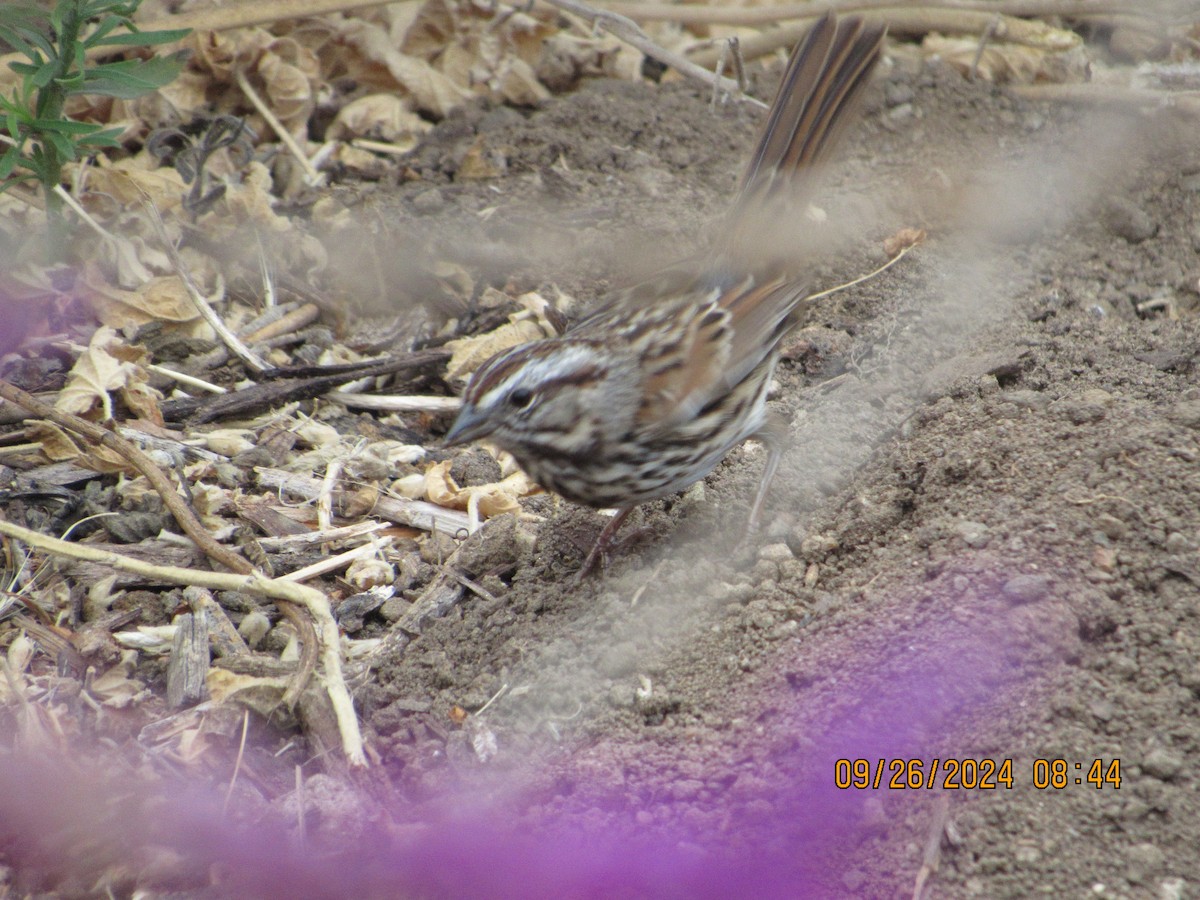 Song Sparrow - crdf bird